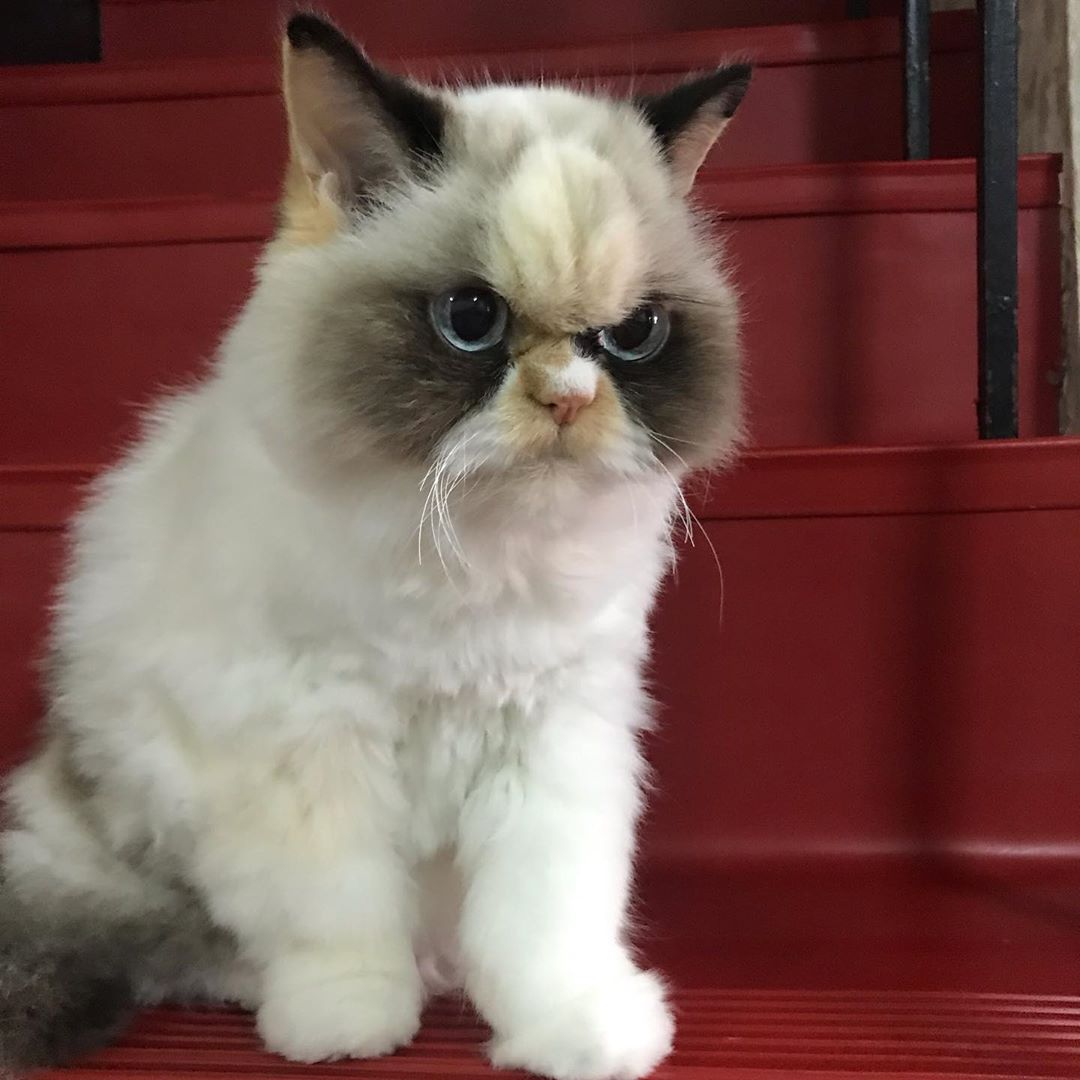 There s A New Grumpy Cat And She Looks Grumpier Than The OG Grumpy Cat 